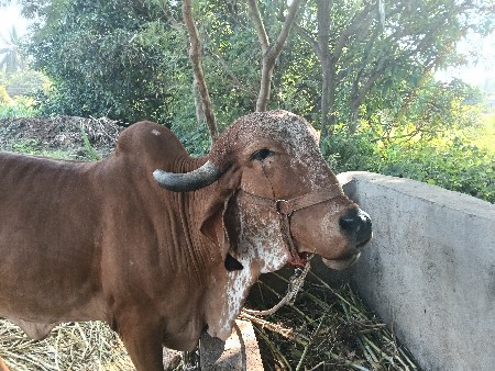 ગાય વેચવાની છે