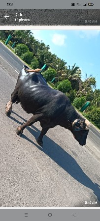 bhesh vesvavani se