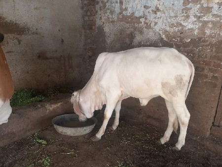 vasdi