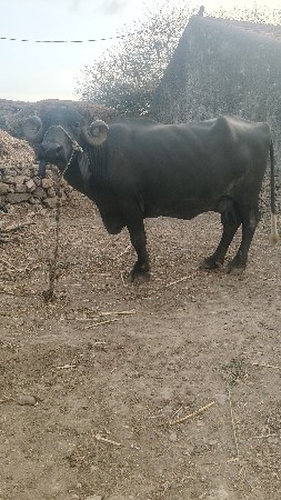 ભેસ વેચવાની છે