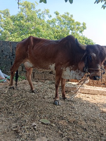 ગાય દેવાની છે