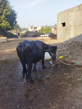 ભેંસ વેસવાની છે