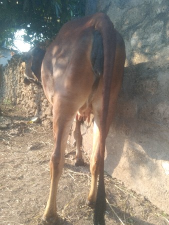 ગાભણ હોડકી