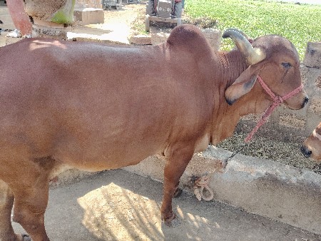 રવેચી નાખવાની છે