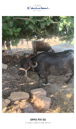 ભેંસ વેચવાની છે