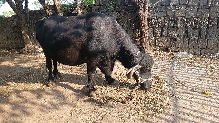 ભૅસ વૅચવાની છે