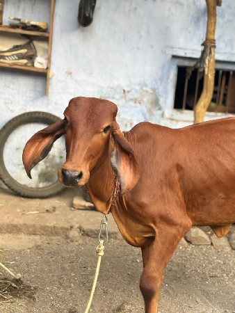 આ હોડકી મફત દેવાની છે