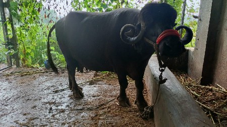 ભેંસ  વેચવાની છે.