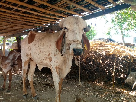 વેસવાનિ સે