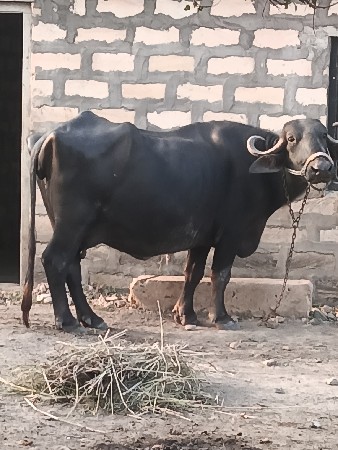 આ ભેંસ વેચવાની છે