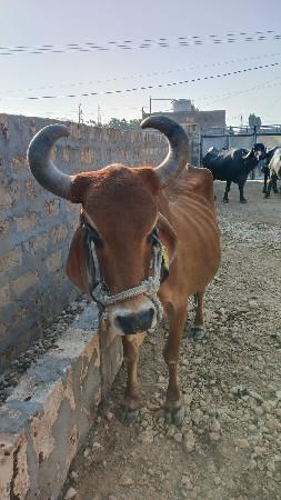 ગાય વેચવાની છે