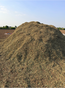 🌿🚜 મગફળીનો લીલો પાલો (ભૂકો) વેચવાનો છે 🚜🌿