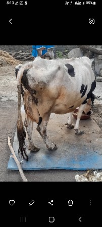 જર્સી ગાય વેચવાની છે