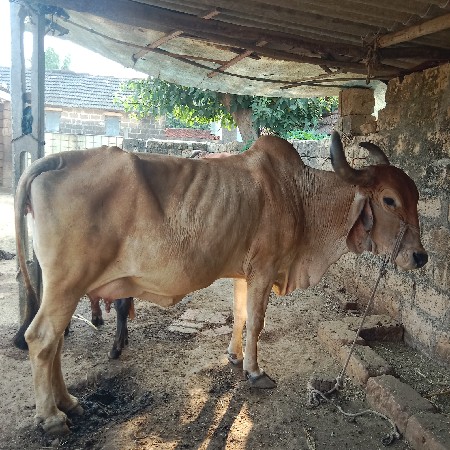 વેચવાની છે
