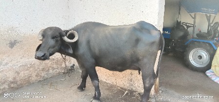 તન ચાર દિવસ મા વીયાસે