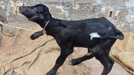 ભેંશ વેચવાની છે