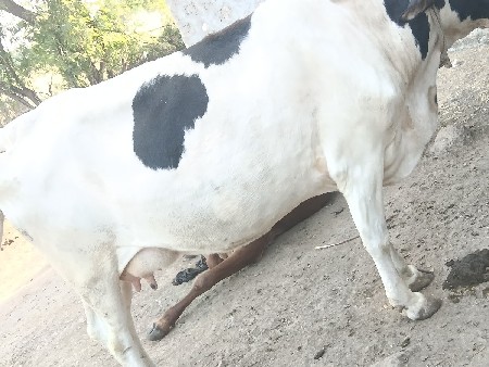 આ જરશીગાય વેચવાની છે