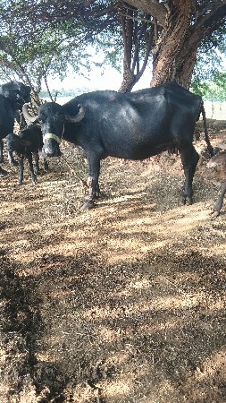 બીજું વેતર જવાબ દારીબધી