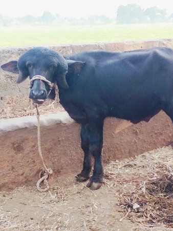 પાડો વેશવાનોછે