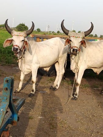 ગોઢલા વેચવાના છે