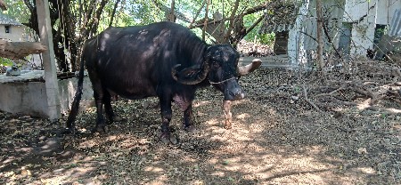 ભેસ વેચવાની છે