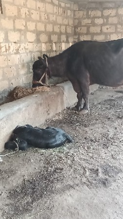 ભેંસ વેચવાની છે