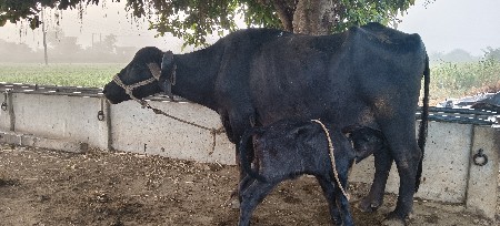 ભેંસ વેચવાની છે