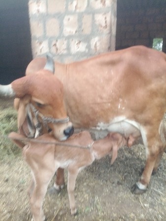 ગાય વેશવાનિછે