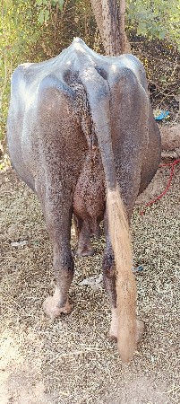 ભેંસ આપી દેવાની છે
