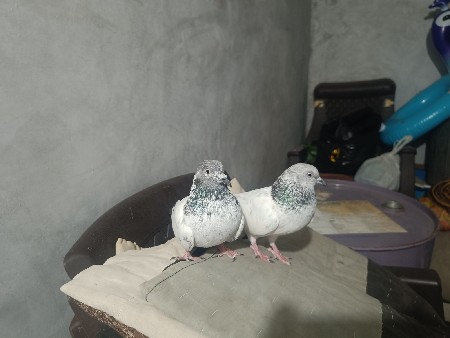 કબૂતર વેચવાના છે