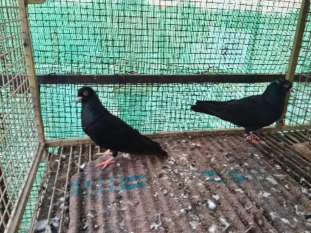 મદ્રાસી જોડી છે