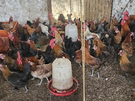 દેશી મુરઘા મુરઘી