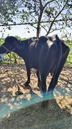 ભેંસ વેચવાની છે