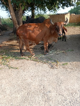 ગાય આપવાની છે
