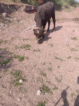 પાડો