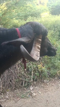 ભેંશ વેચવાની છે