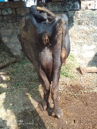 ભૅસવૅચવાનીછૅ