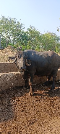 તાત્કાલિક ભેસ વેશવાની સે