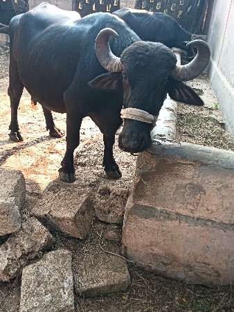 બીજા વેતર ની ભેંસ વેચવાની છે