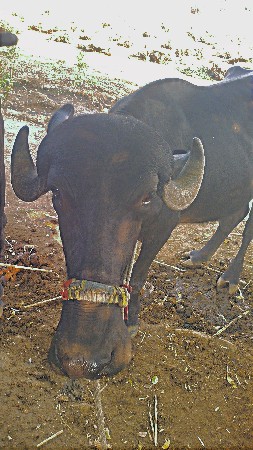 ખડેલી