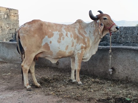 ગાય