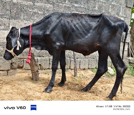 2hf હોડકા વેચવાના છે.
