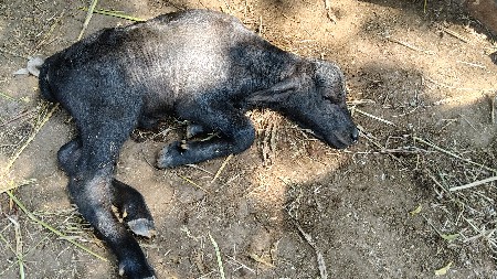 પાડો દેવાનો છે