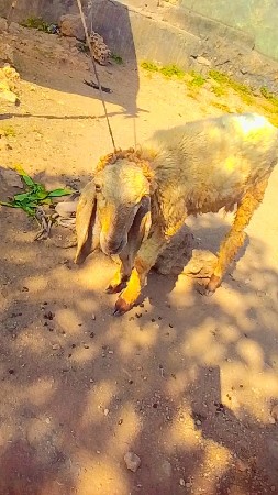 વેચવાના છે