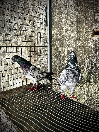 desi marvara full breading pair ❤️‍