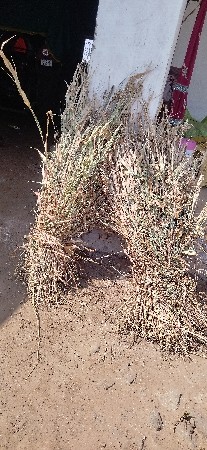 શુકી નિણ વેચવાની છે