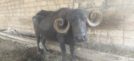 ભેંસ વેચવાની છે