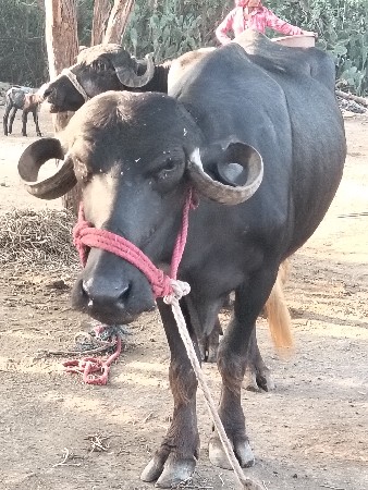 અજય વાઘેલા