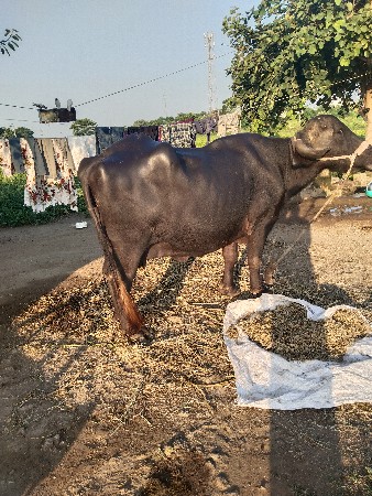 બીજા વેતરમાં