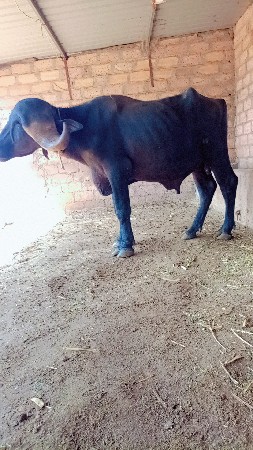 પાડો વેચવાનો છે 3 વર્ષ નો દાવ